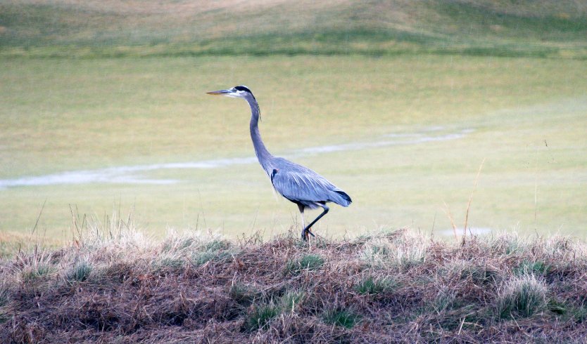 Blue Heron on the Berm